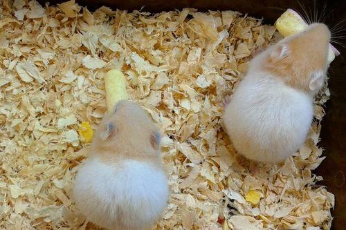 仓鼠可以吃瓠瓜,瓠瓜成为新宠