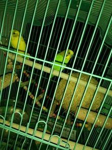 鹦鹉可以吃瓜仔吗,瓜仔是否适宜作为鹦鹉美食？