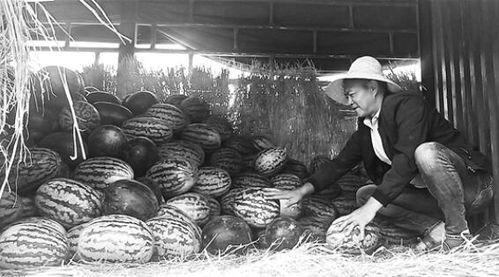 香河吃瓜群众事件,网络舆论的风暴与反思