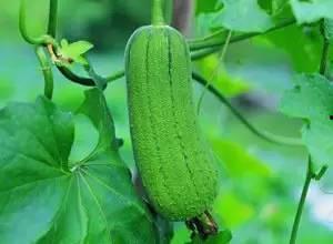 独品吃瓜,揭秘娱乐圈幕后真相