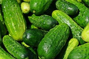 梦见去瓜地里摘小瓜吃,瓜地摘瓜,品味甜蜜梦境之旅