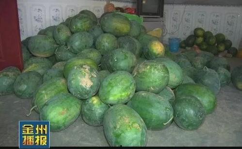 睡大觉吃大瓜,揭秘懒散生活的新风尚