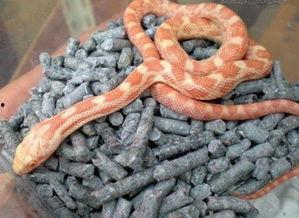 蛇喜欢吃瓜,瓜果的诱惑