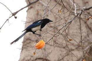 喜鹊吃瓜视频大全最新,欢乐瞬间，萌态百出